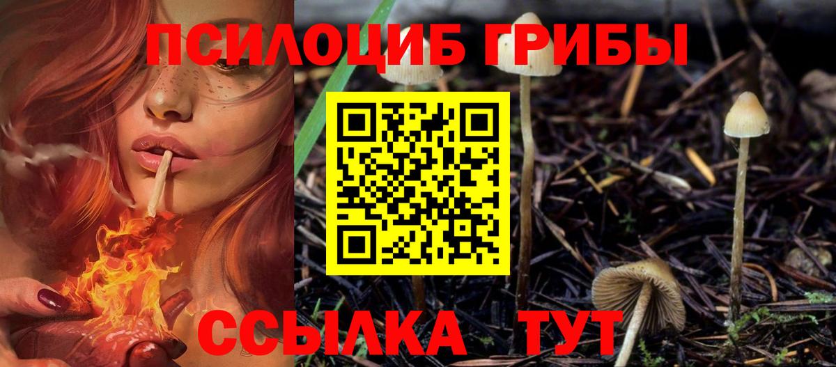 Галлюциногенные грибы Psilocybe Комсомольск-на-Амуре
